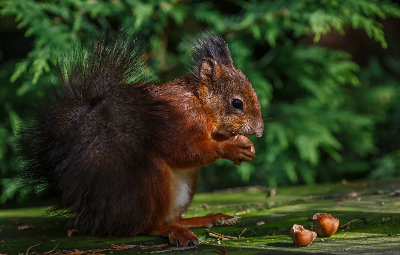 Photo wallpaper hazelnuts, light, protein, nuts, foliage, meal