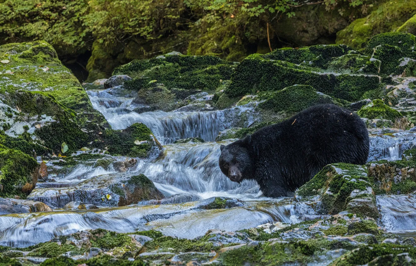 Photo wallpaper stream, stones, moss, bear, Baribal, Black bear