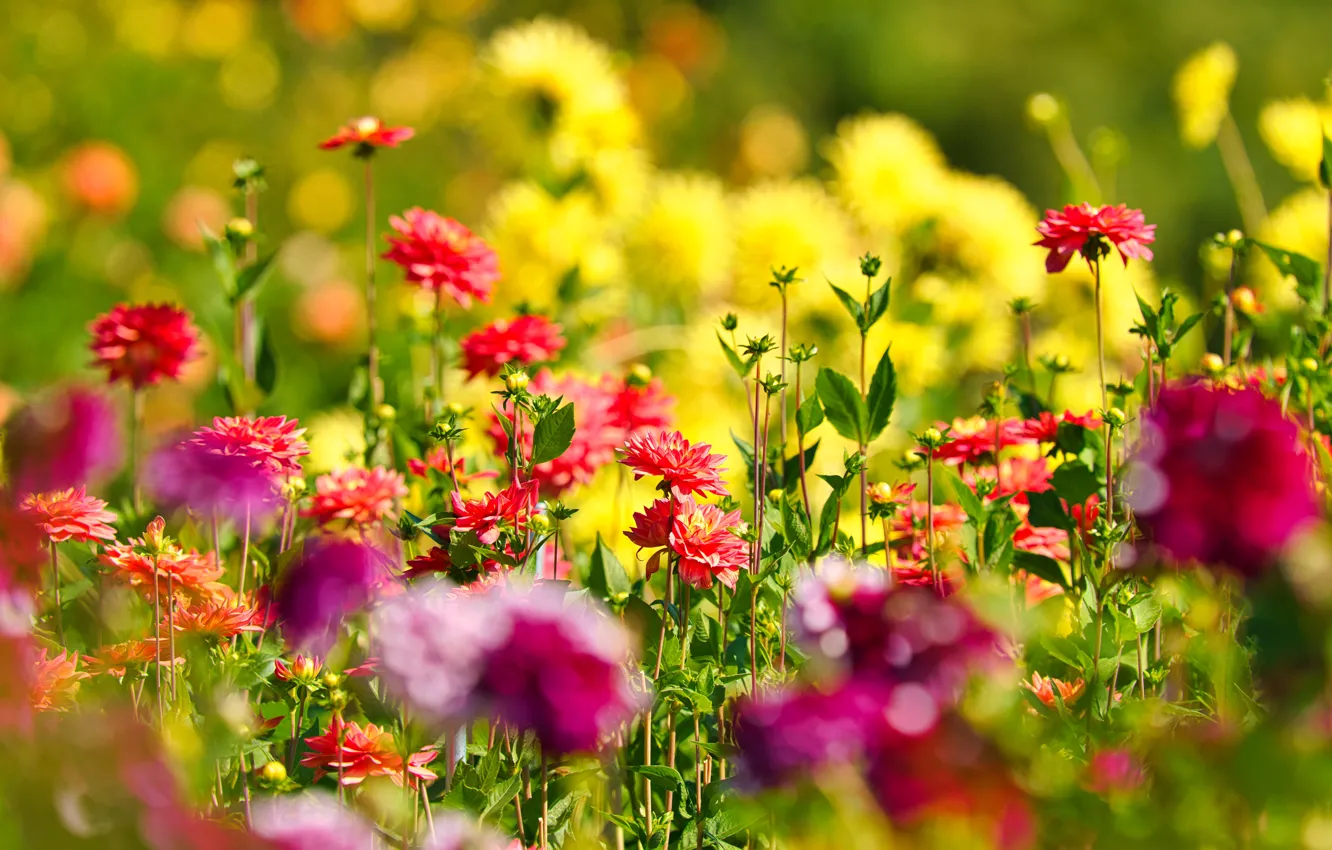 Photo wallpaper flowers, bright, garden, flowerbed, bokeh, dahlias