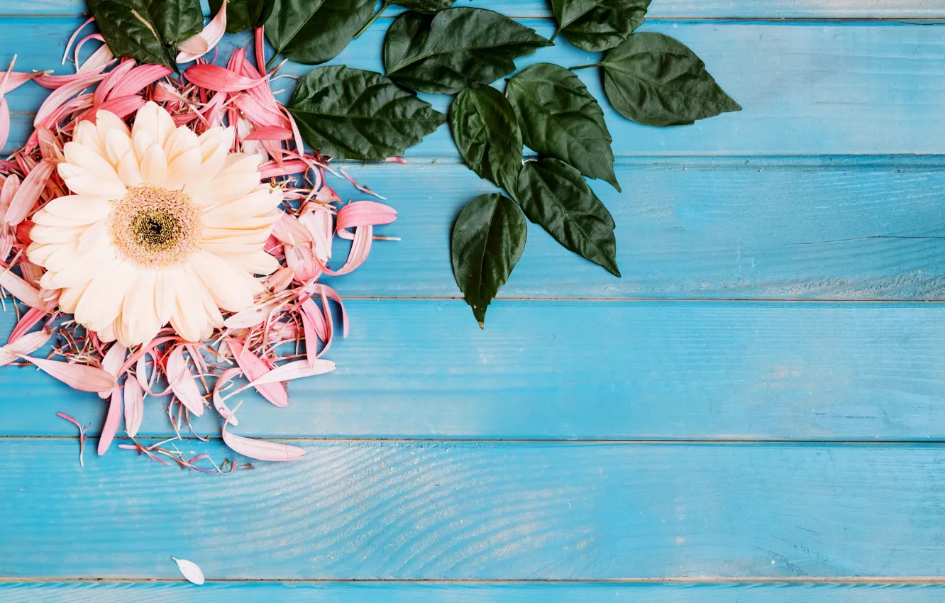 Photo wallpaper leaves, petals, gerbera, blue background