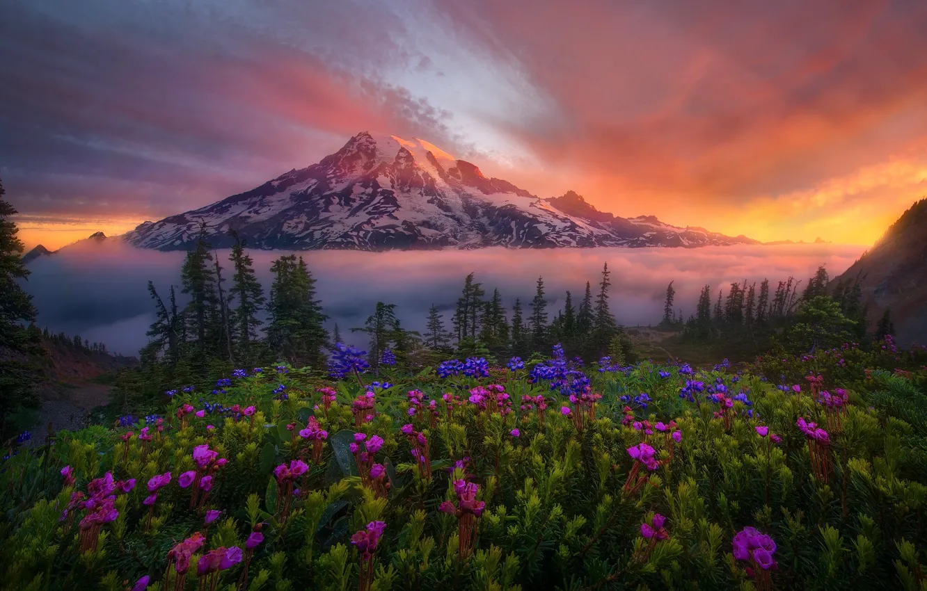 Photo wallpaper snow, flowers, nature, dawn, mountain, valley