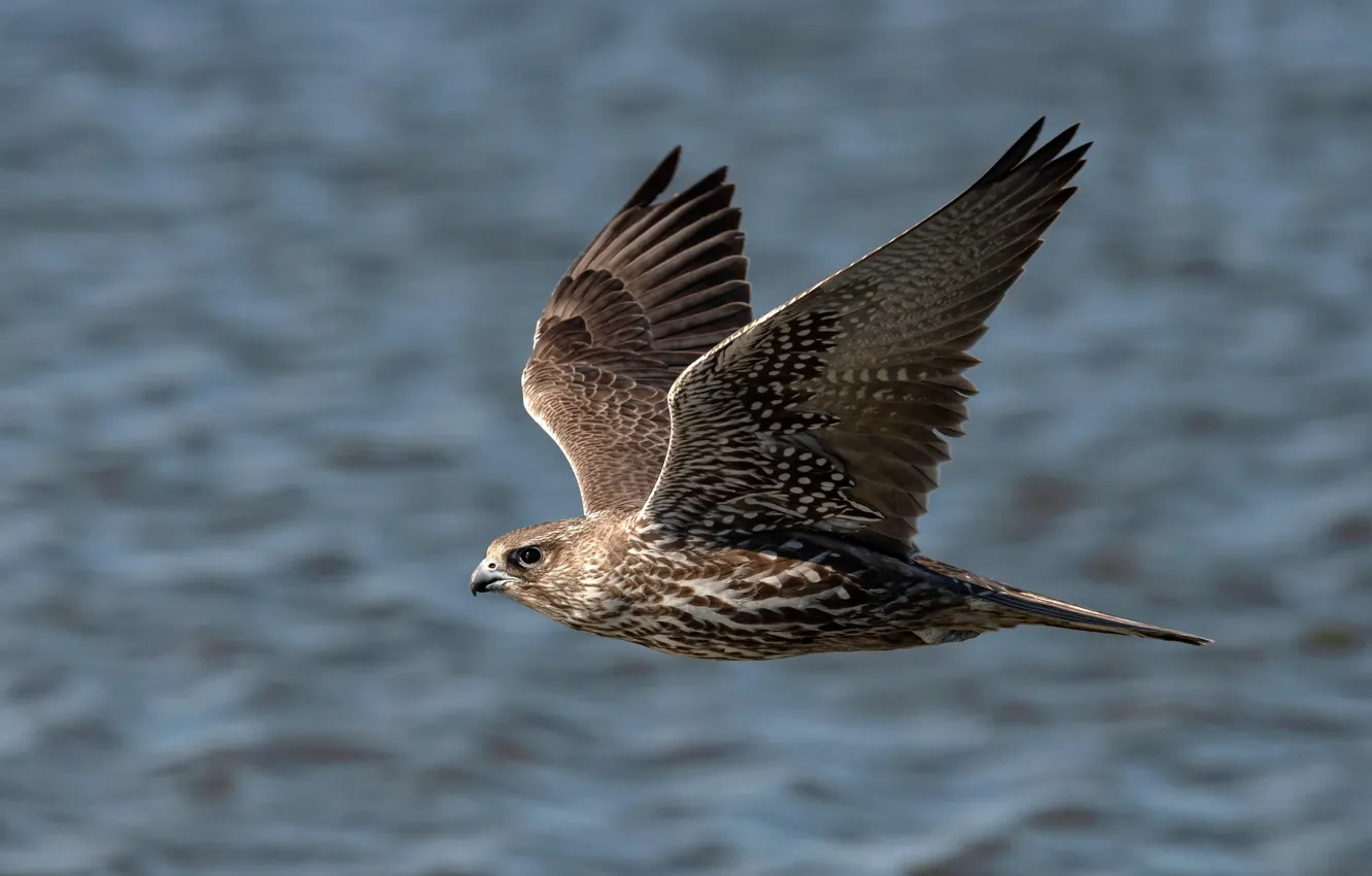 Photo wallpaper background, bird, wings, feathers, beak, flight, Falcon, bokeh
