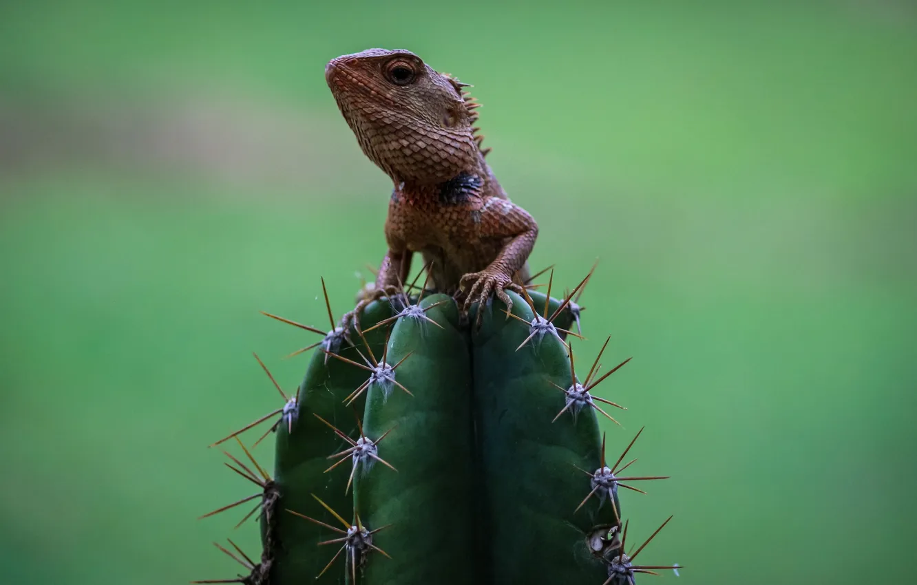 Photo wallpaper cactus, lizard, reptile