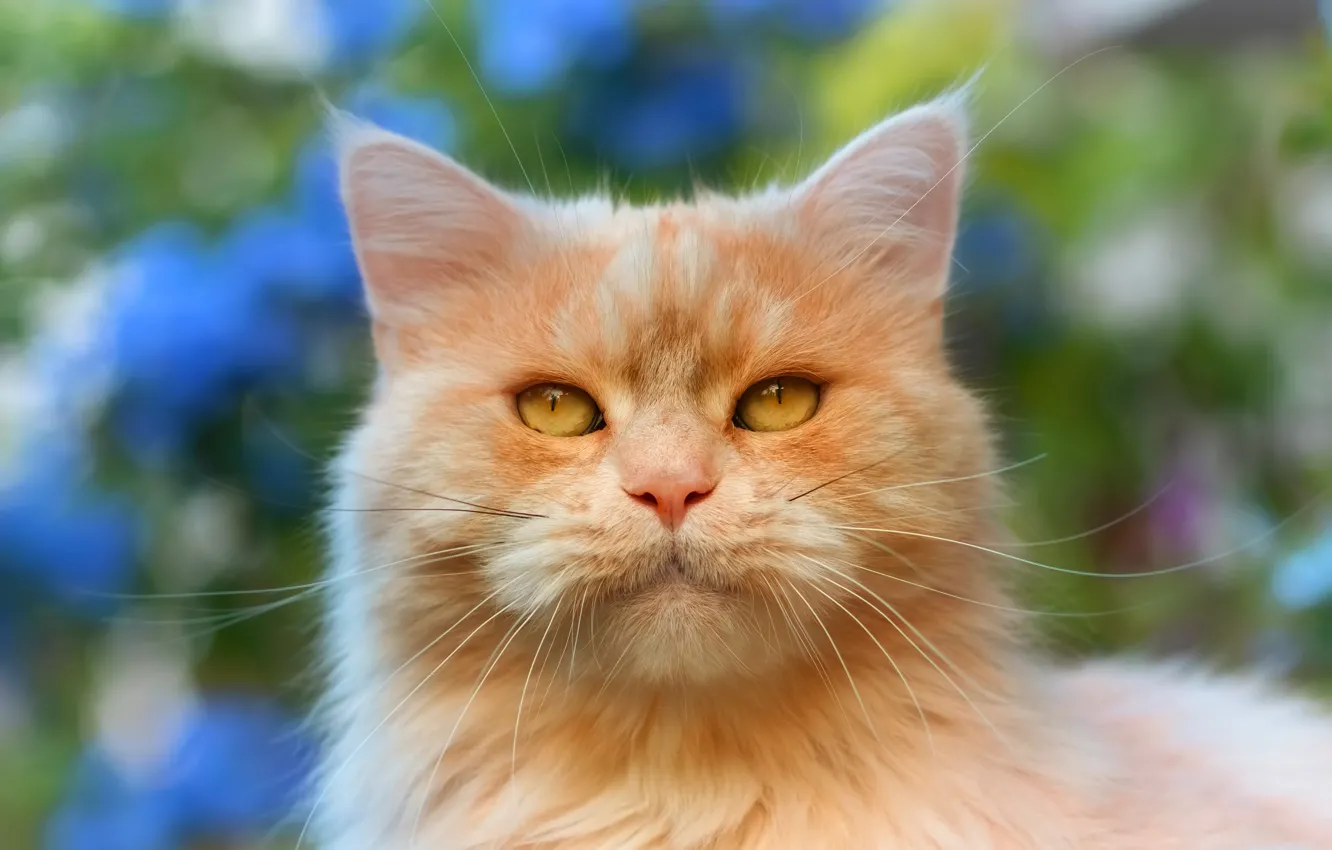 Photo wallpaper cat, cat, look, face, green, background, blue, portrait