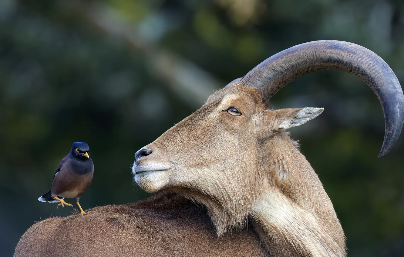 Photo wallpaper face, bird, goat, goat