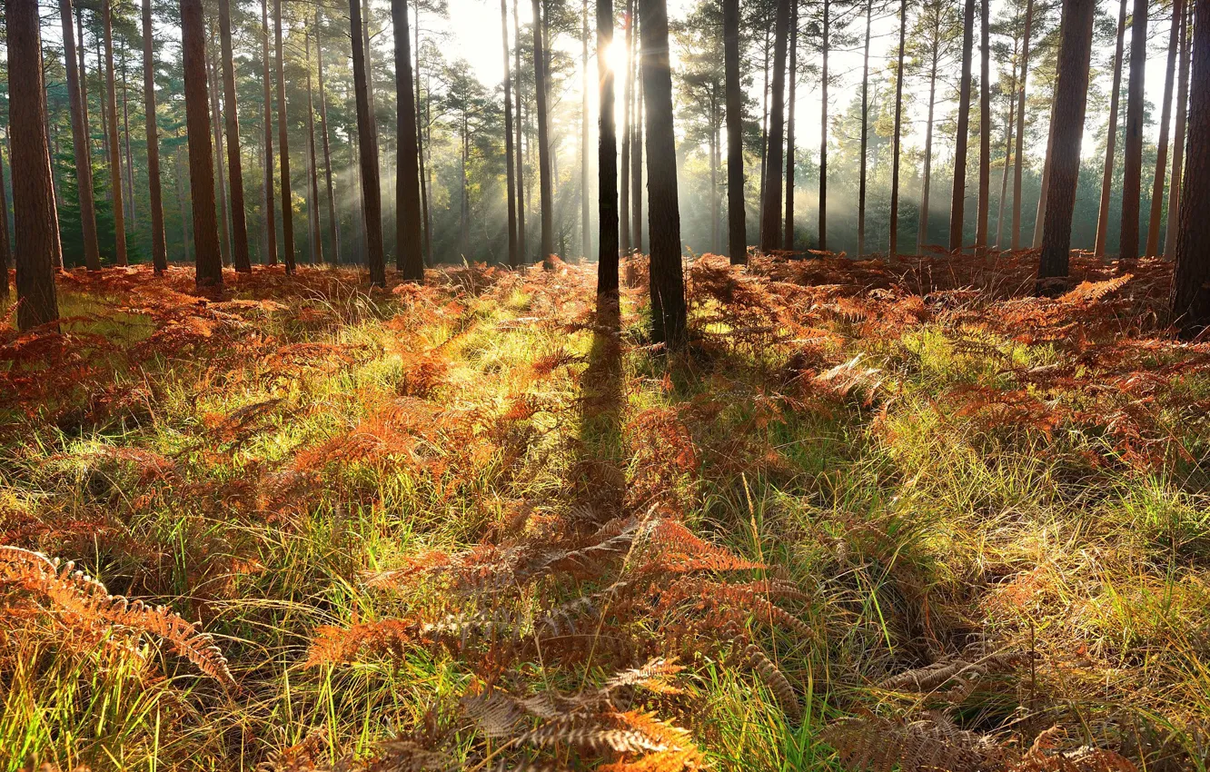 Photo wallpaper autumn, forest, light, trees, fern