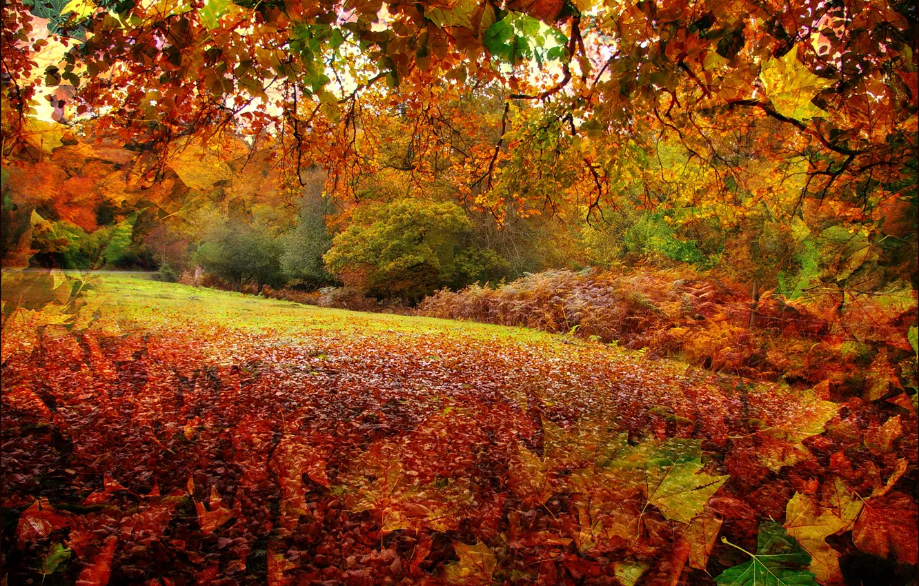 Photo wallpaper autumn, forest, leaves, trees, rendering, collage, England, New Forest