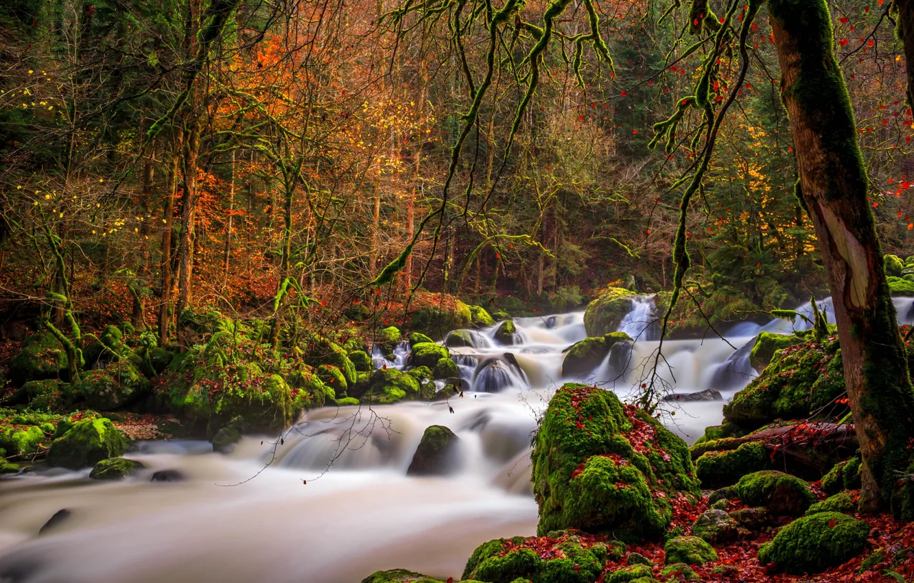 Photo wallpaper autumn, forest, trees, branches, river, stones, moss