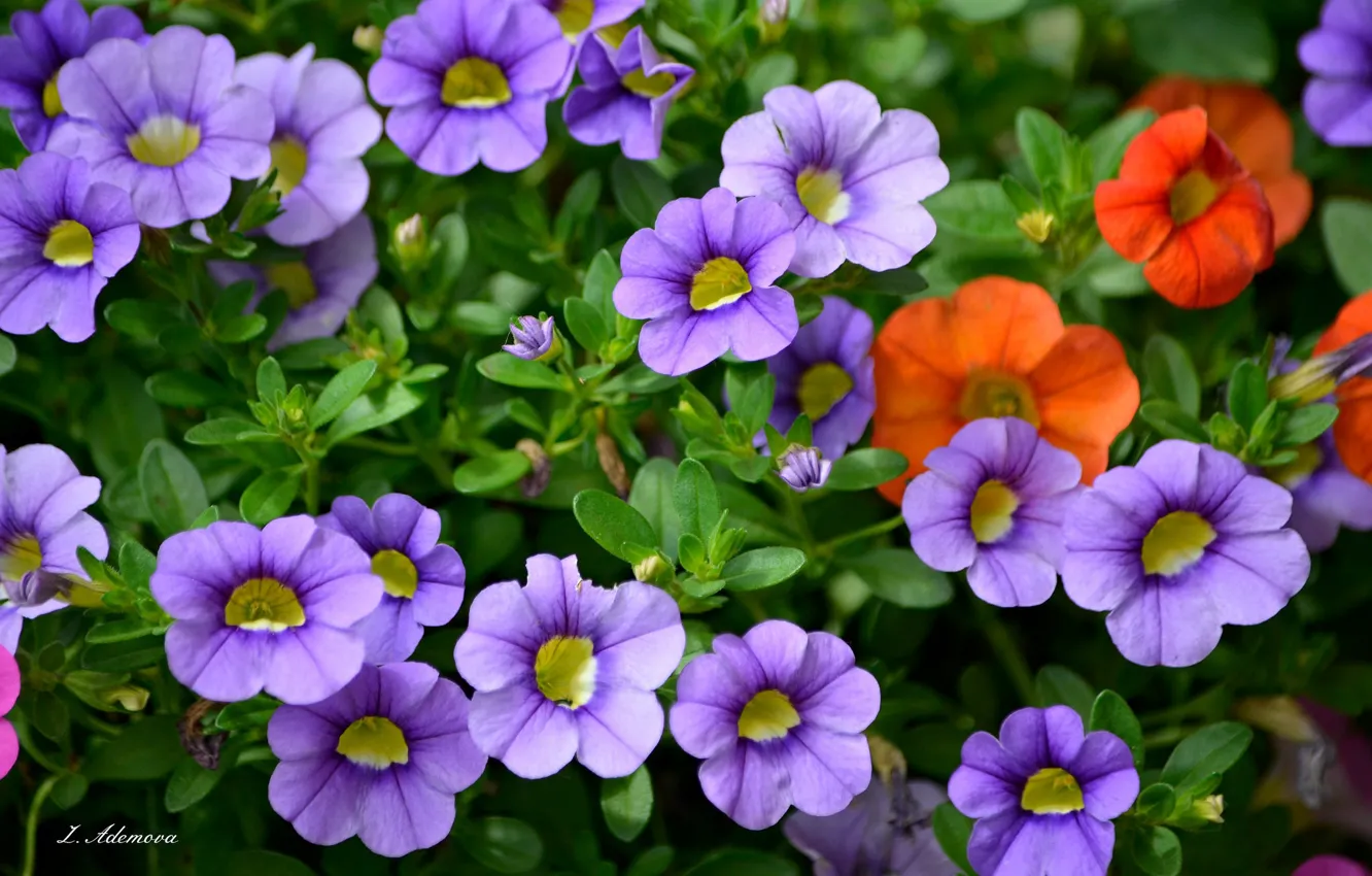 Photo wallpaper leaves, bright, buds, Petunia