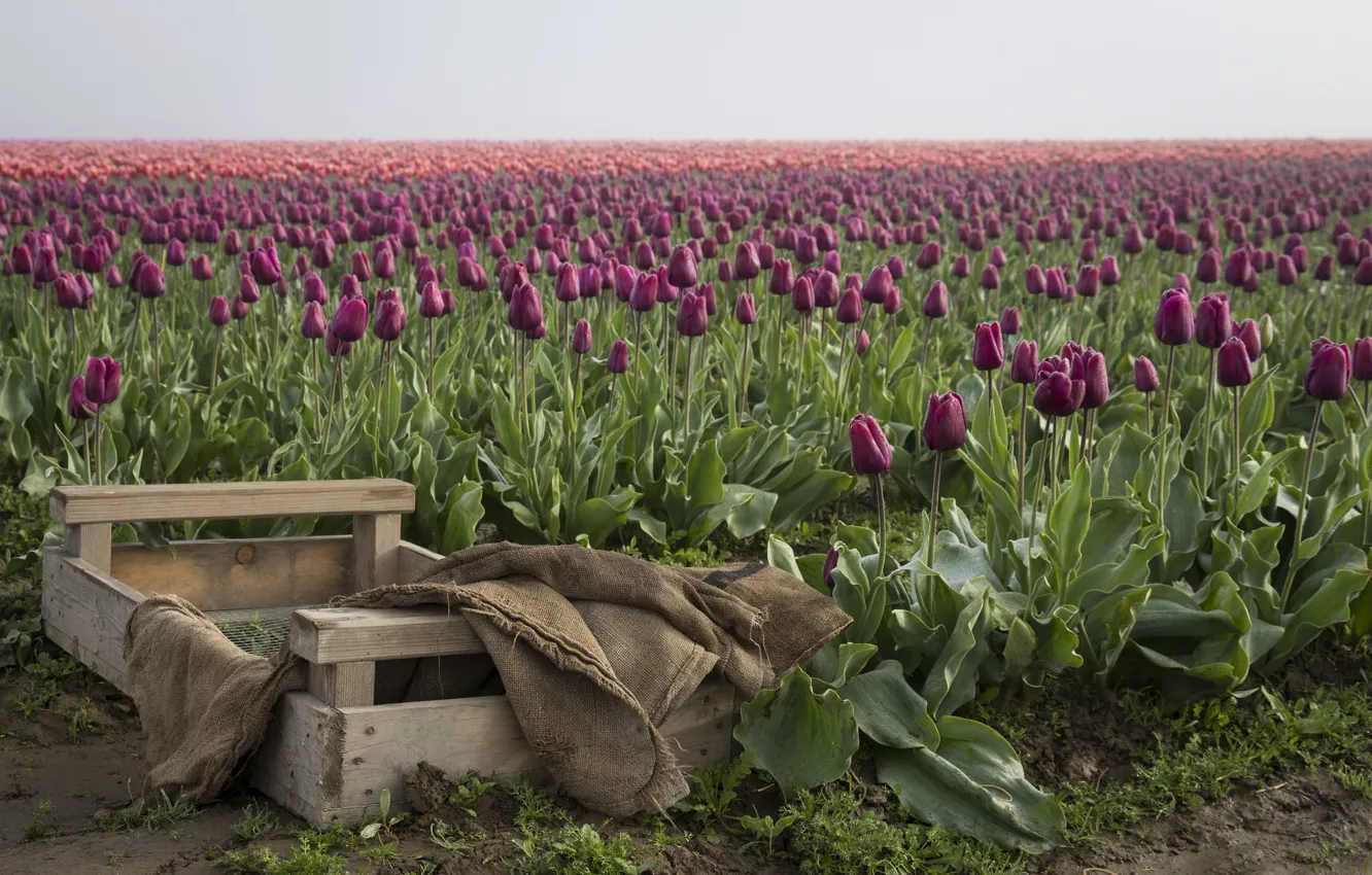 Photo wallpaper field, flowers, tulips, box