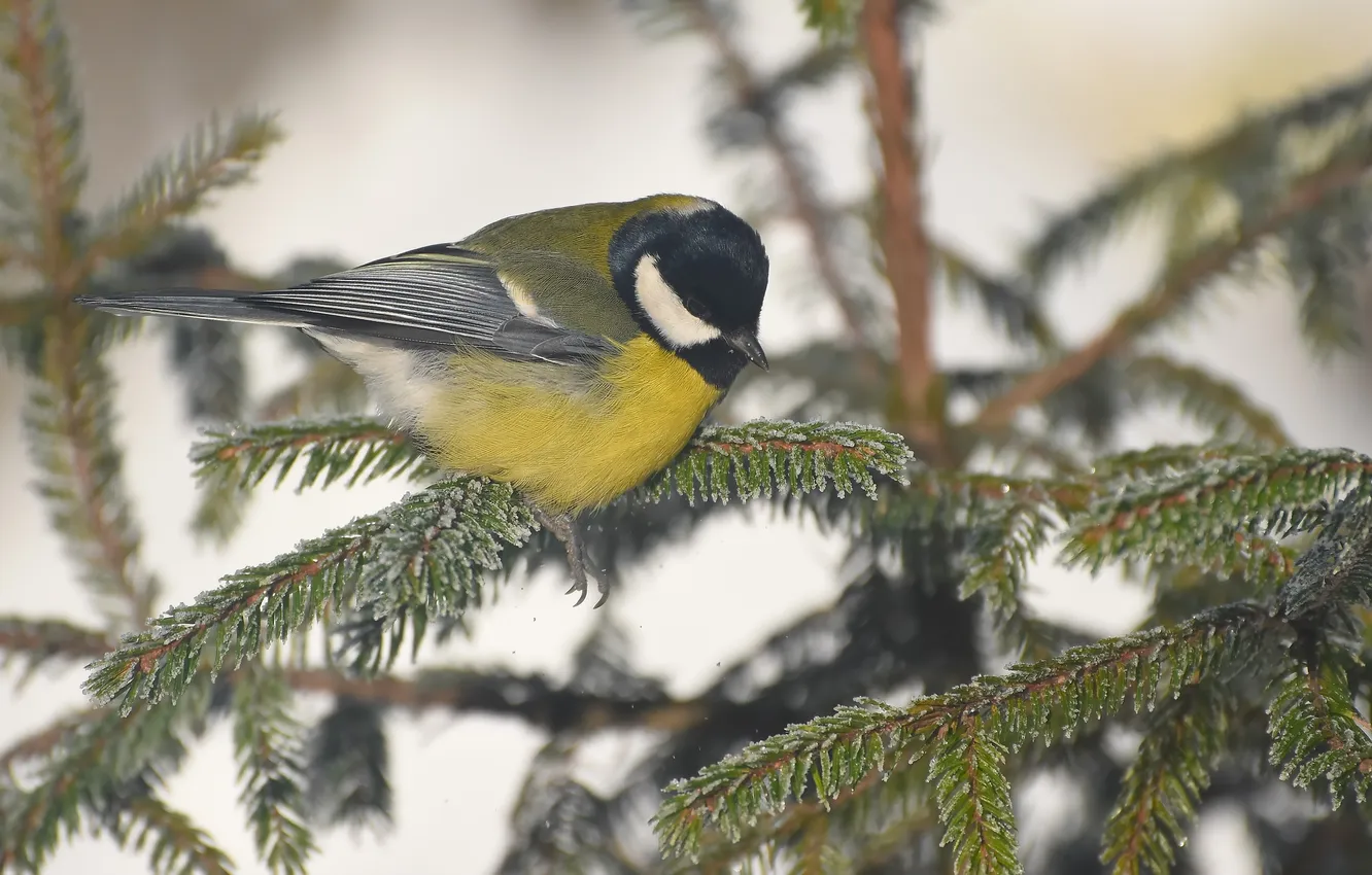 Photo wallpaper nature, bird, photohunt, Big tit