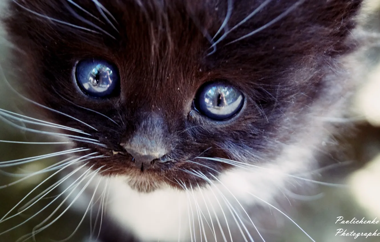 Photo wallpaper blue, sadness, kitty