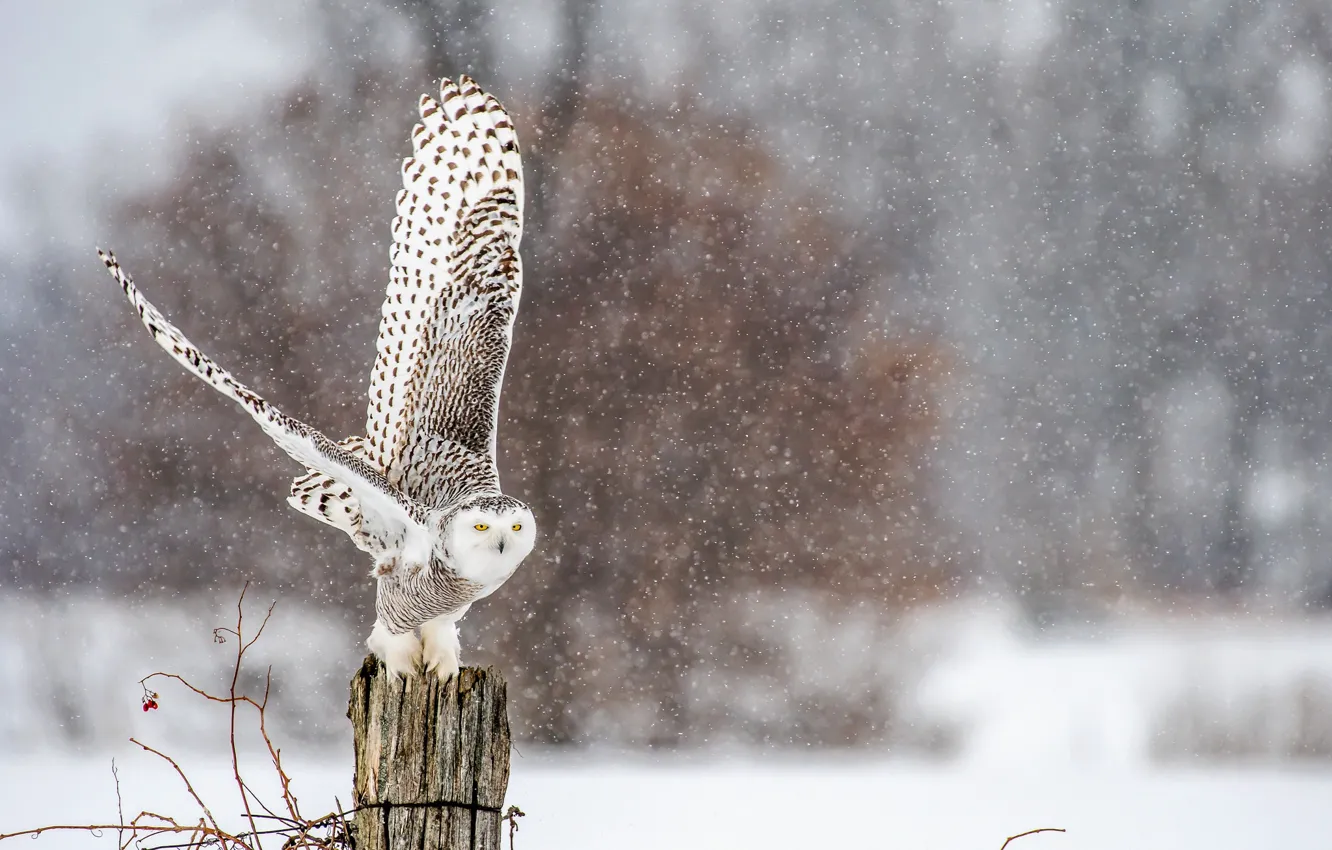 Photo wallpaper owl, bird, wings, snow