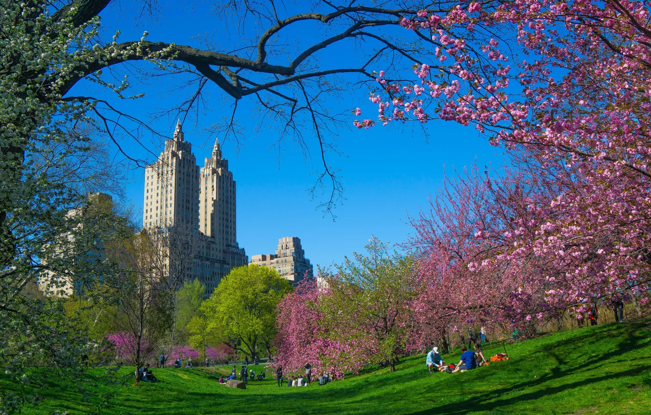 Photo wallpaper trees, branches, the city, spring, New York, USA, flowering, skyscrapers