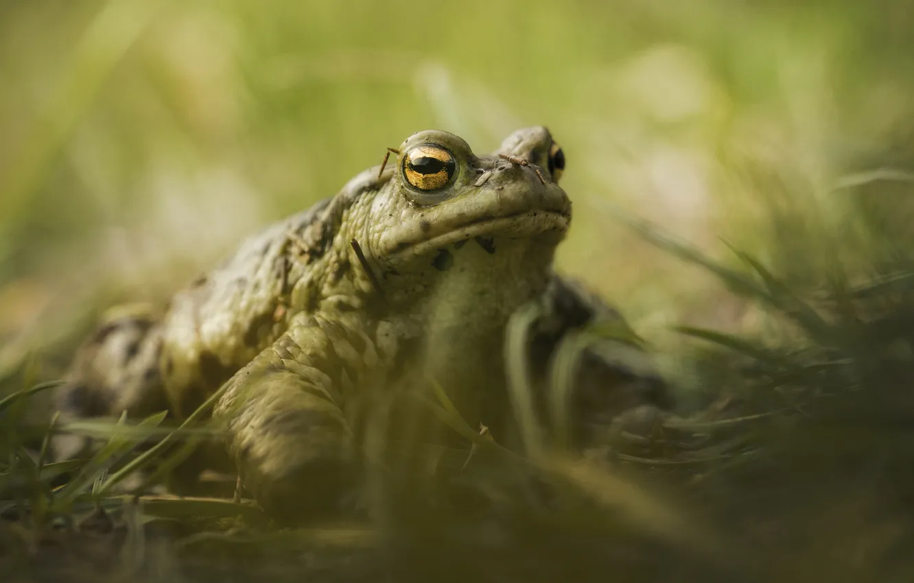 Photo wallpaper reptile, Sight, Toad, animal thoughts