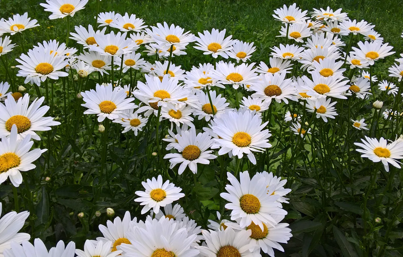 Photo wallpaper greens, grass, flowers, chamomile