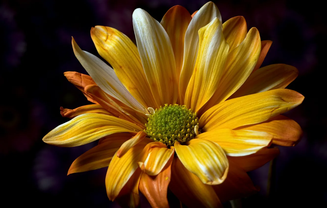 Photo wallpaper macro, flowers, background