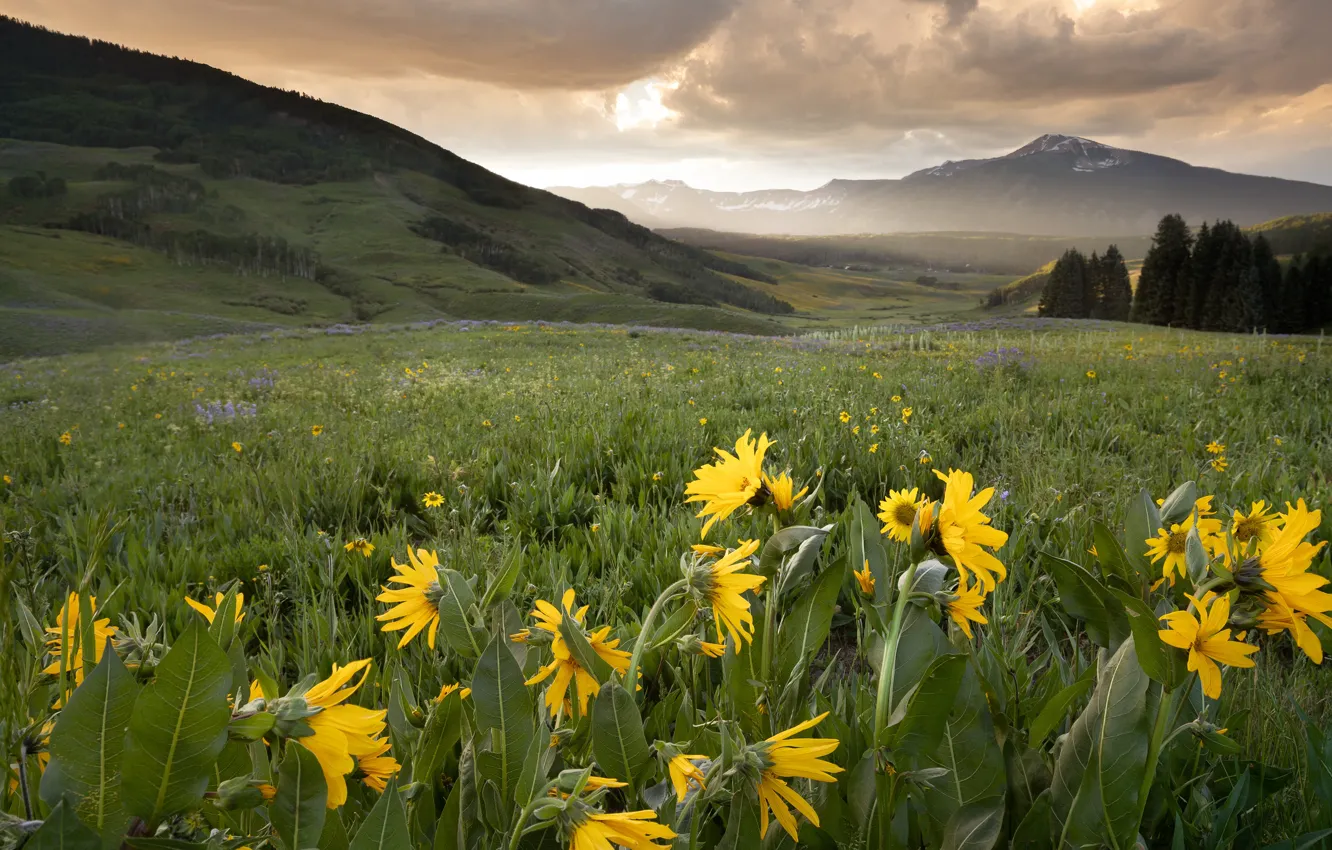 Photo wallpaper greens, field, forest, summer, the sky, clouds, sunflowers, flowers
