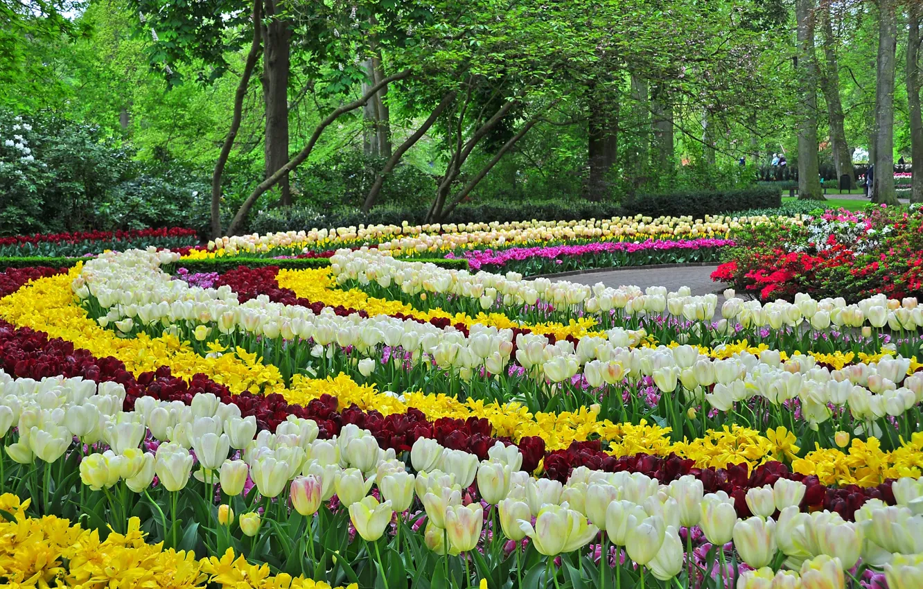 Photo wallpaper design, Park, spring, tulips, flowerbed