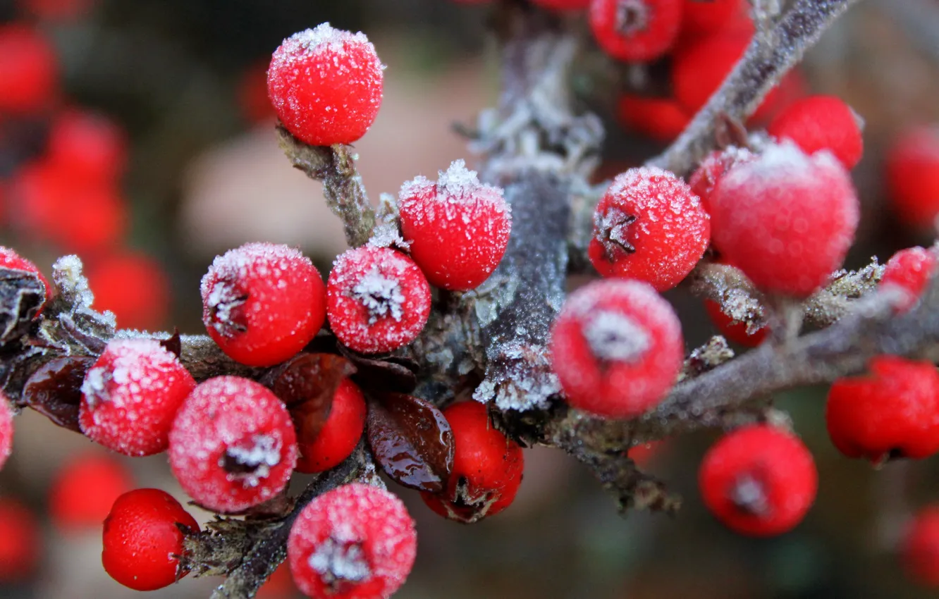Photo wallpaper frost, berries, branch, fruit