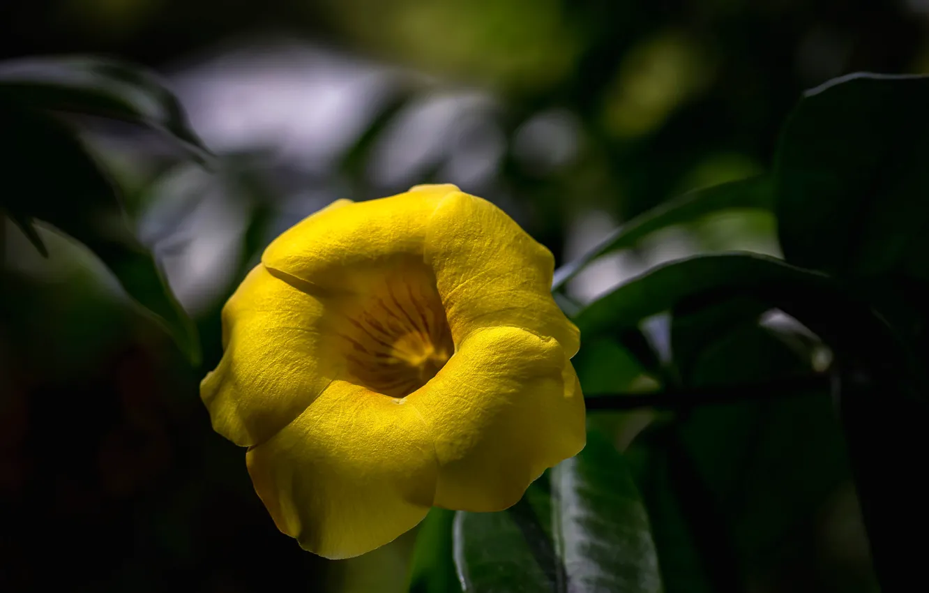Photo wallpaper flower, yellow, petals