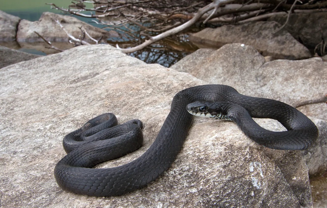 Photo wallpaper stones, snake, black snake
