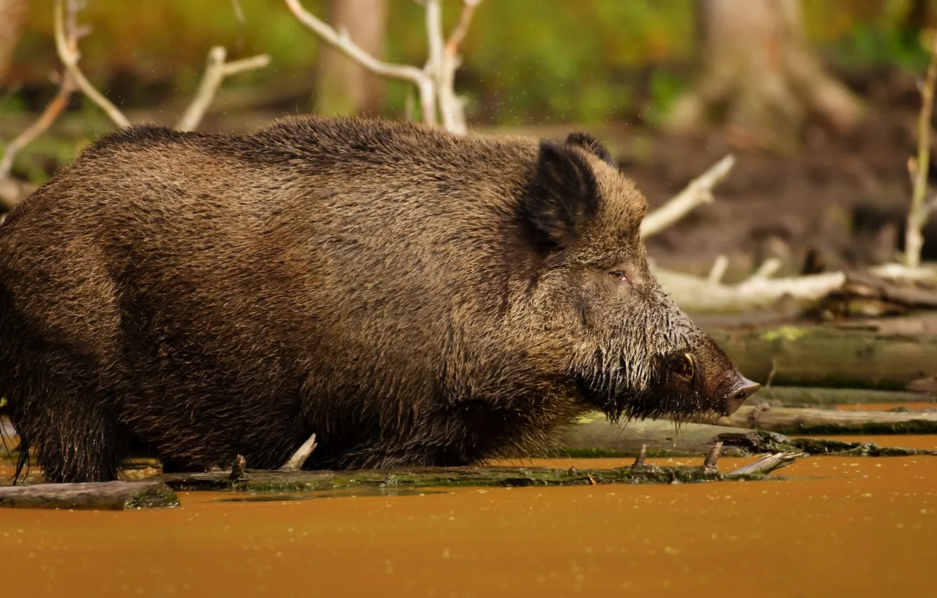 Photo wallpaper water, boar, wild pig, boar