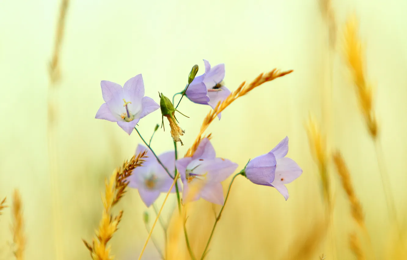 Photo wallpaper summer, flowers, nature, plant, meadow, hay, bells