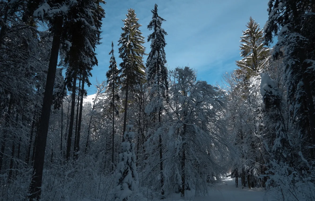 Photo wallpaper winter, forest, landscape, morning