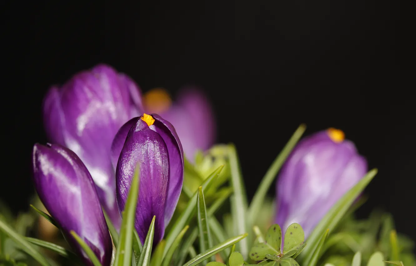 Photo wallpaper macro, crocuses, saffron, Crocus