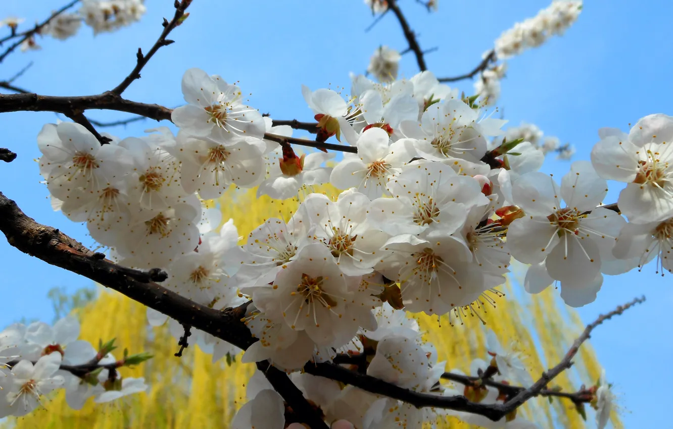 Photo wallpaper flowers, nature, tree, branch, spring, apricot