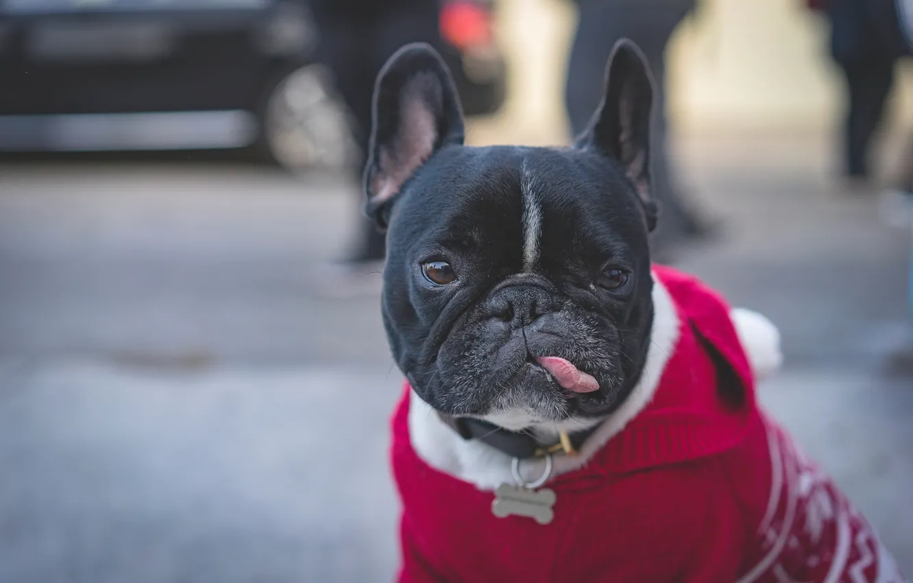 Photo wallpaper language, look, face, dog, jacket, French bulldog