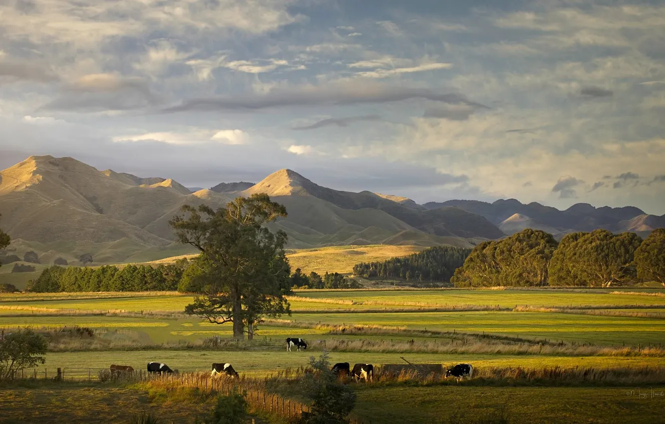 Photo wallpaper trees, landscape, mountains, cows, meadow