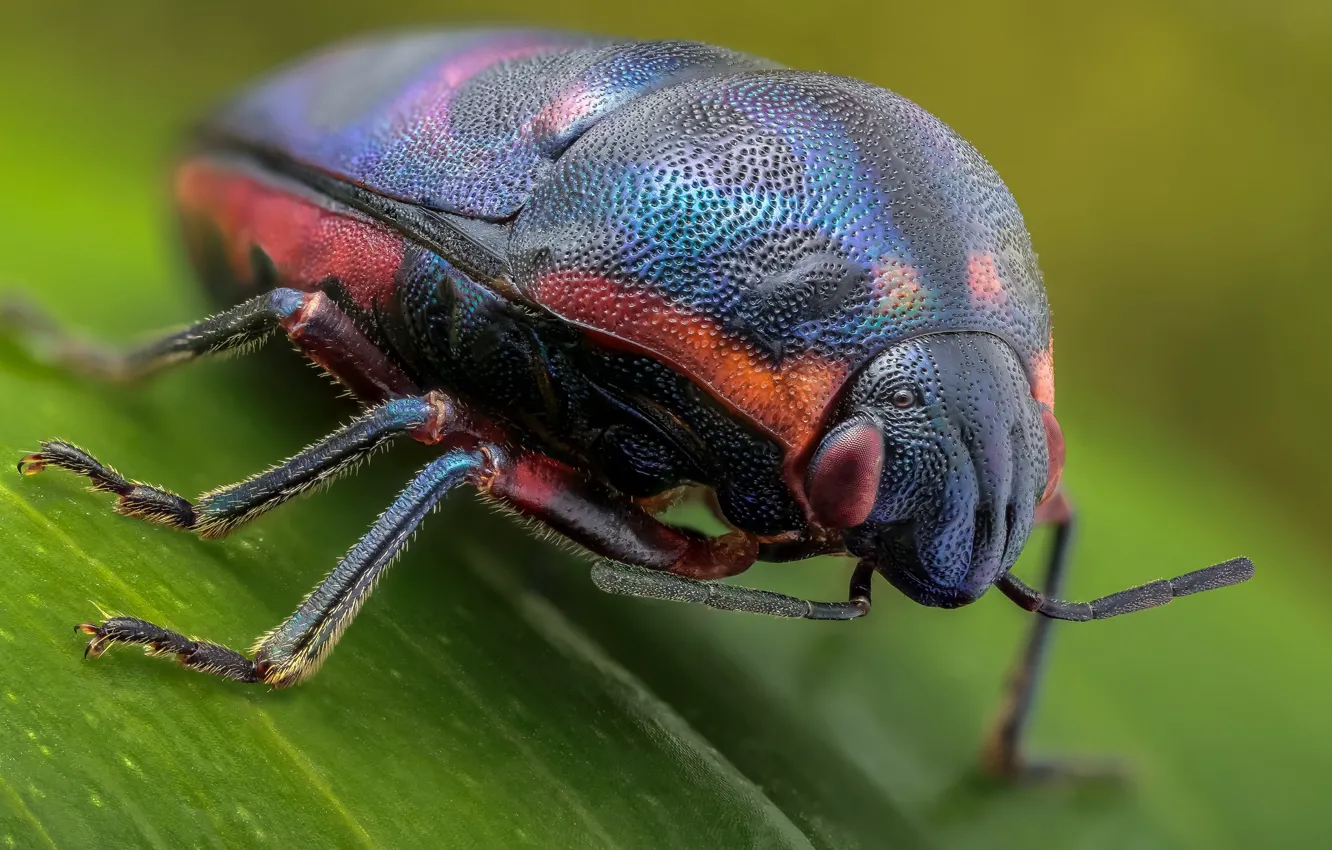 Photo wallpaper insect, bug, bug-bug