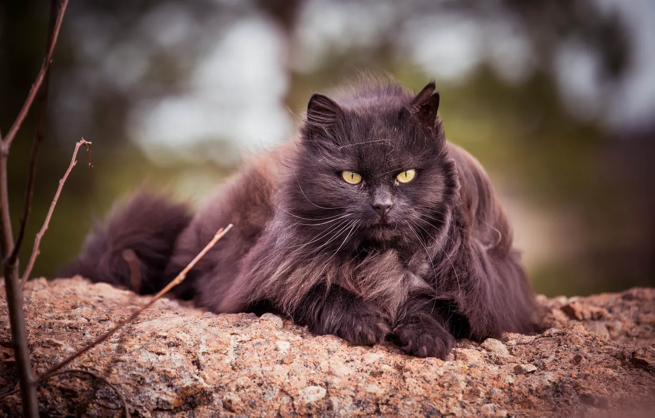 Photo wallpaper cat, cat, look, fluffy