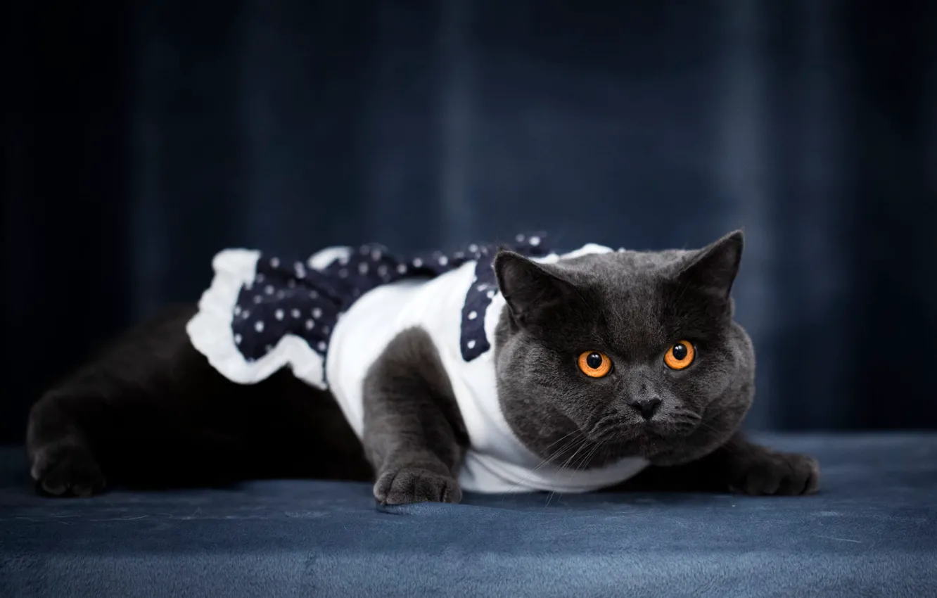 Photo wallpaper cat, cat, look, face, clothing, dress, costume, lies
