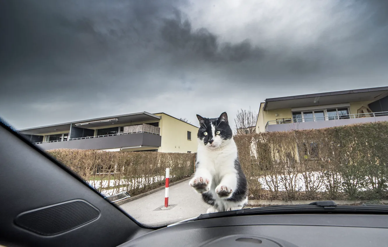 Photo wallpaper machine, cat, the sky, cat, look, clouds, the city, pose