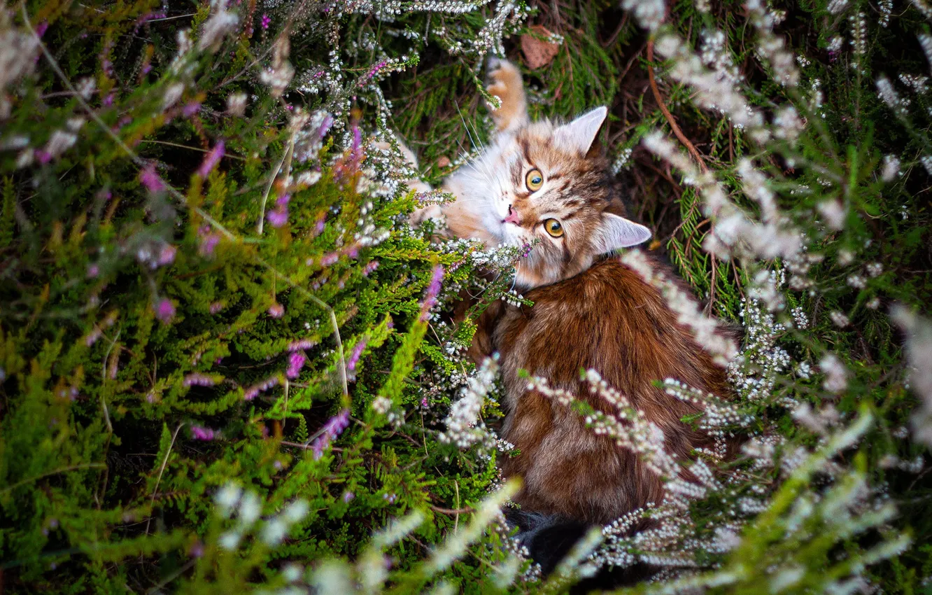 Photo wallpaper cat, cat, flowers, nature, thickets, lies, Heather