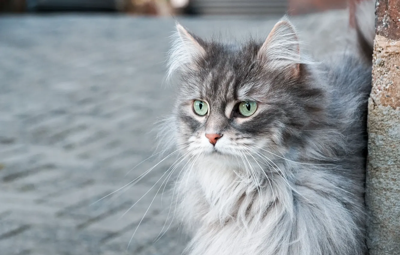 Photo wallpaper cat, cat, look, grey, street, tile, portrait, fluffy