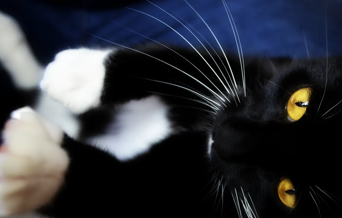 Photo wallpaper cat, mustache, look, face, animal, paws
