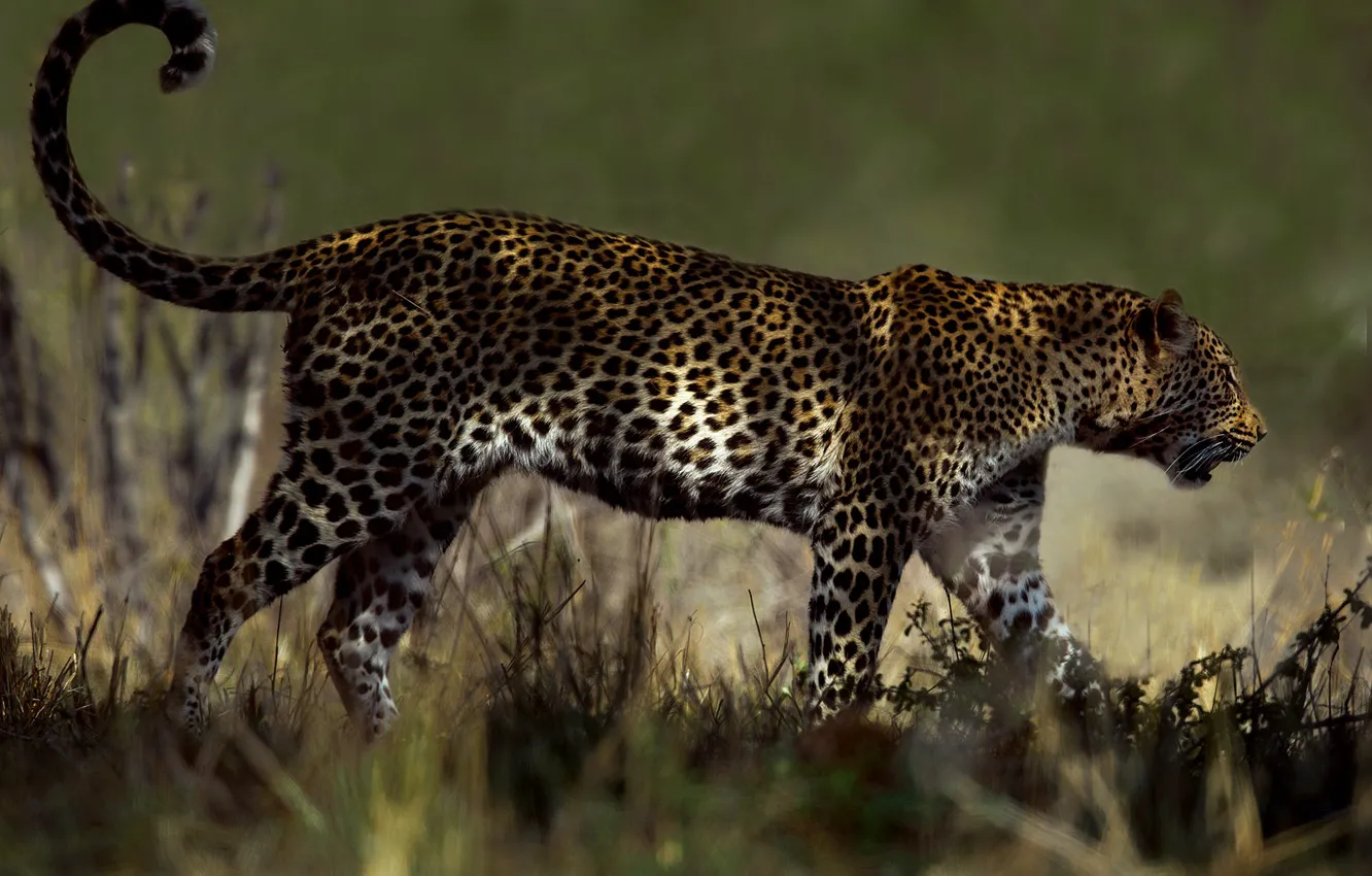 Photo wallpaper grass, light, nature, pose, background, leopard, tail, walk