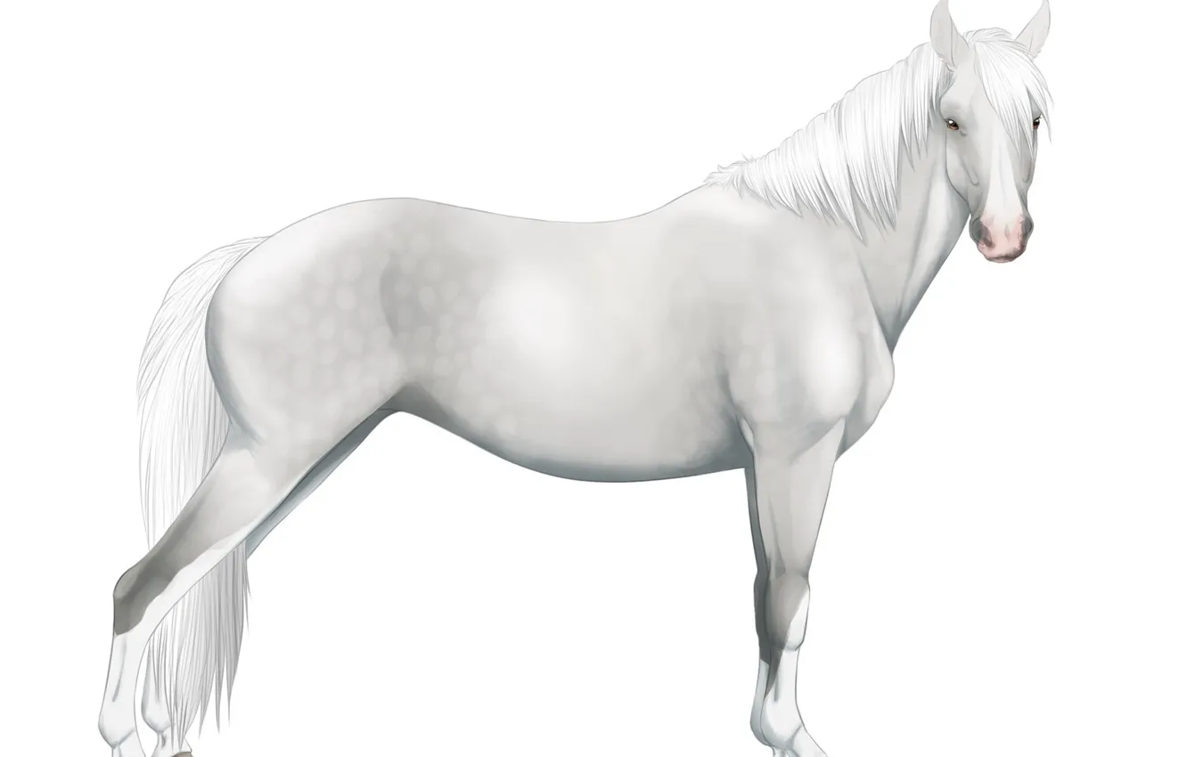 Photo wallpaper horse, white background, angled