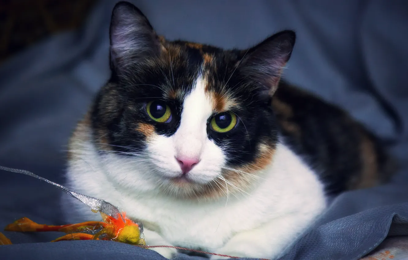 Photo wallpaper cat, eyes, look, background, toy, portrait, fabric, lies