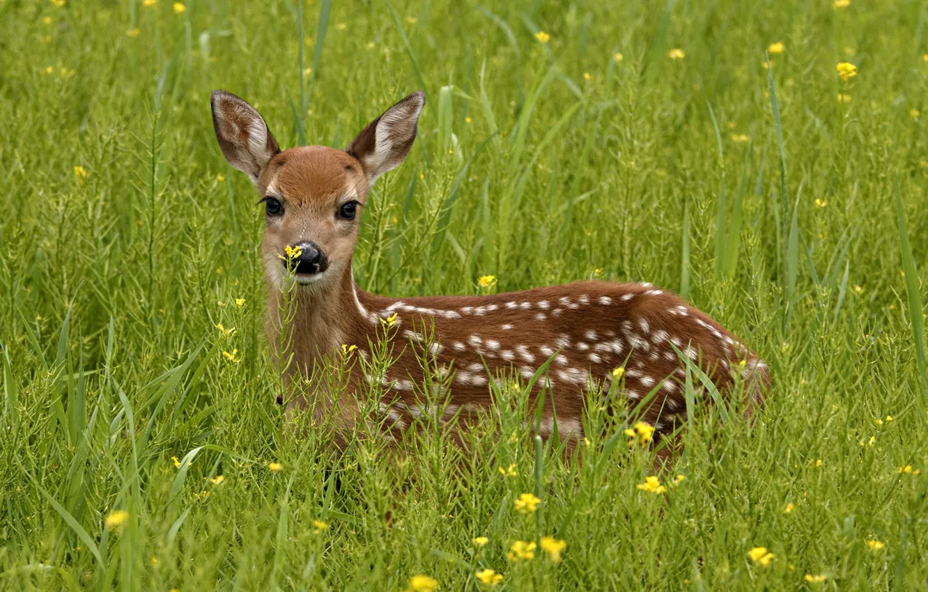 Photo wallpaper greens, grass, look, deer