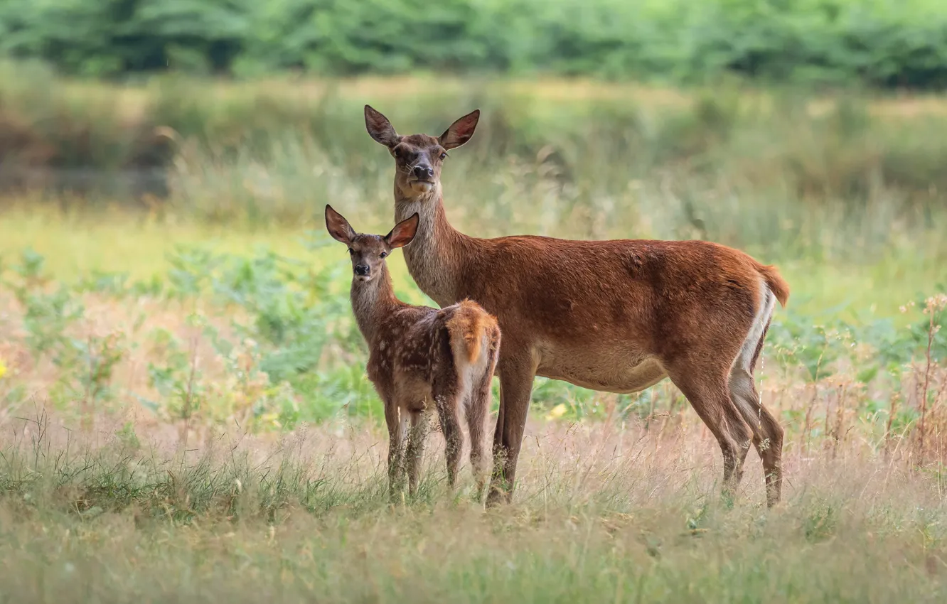 Photo wallpaper glade, deer, mom, fawn