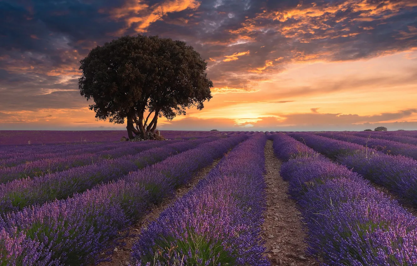 Photo wallpaper field, the sky, clouds, trees, sunset, clouds, a number, lavender