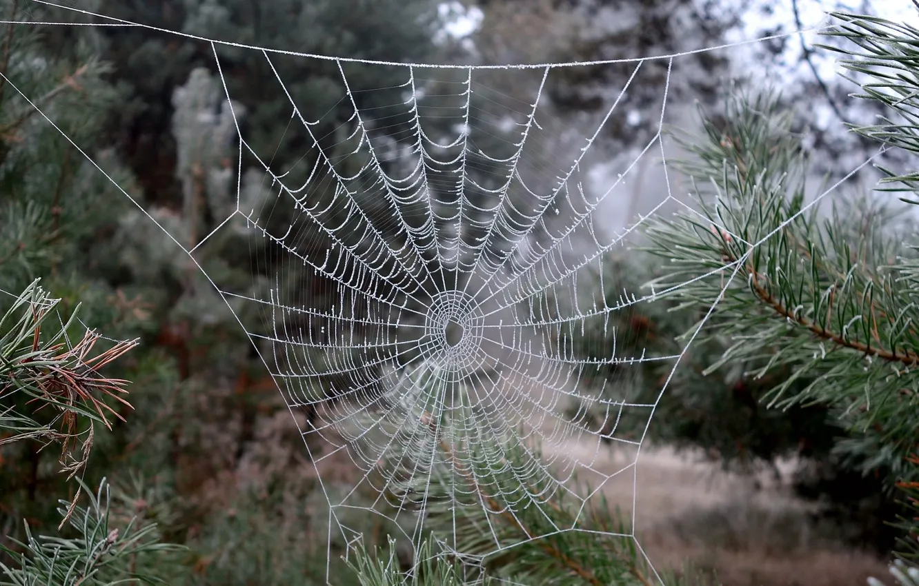 Photo wallpaper frost, macro, nature, web
