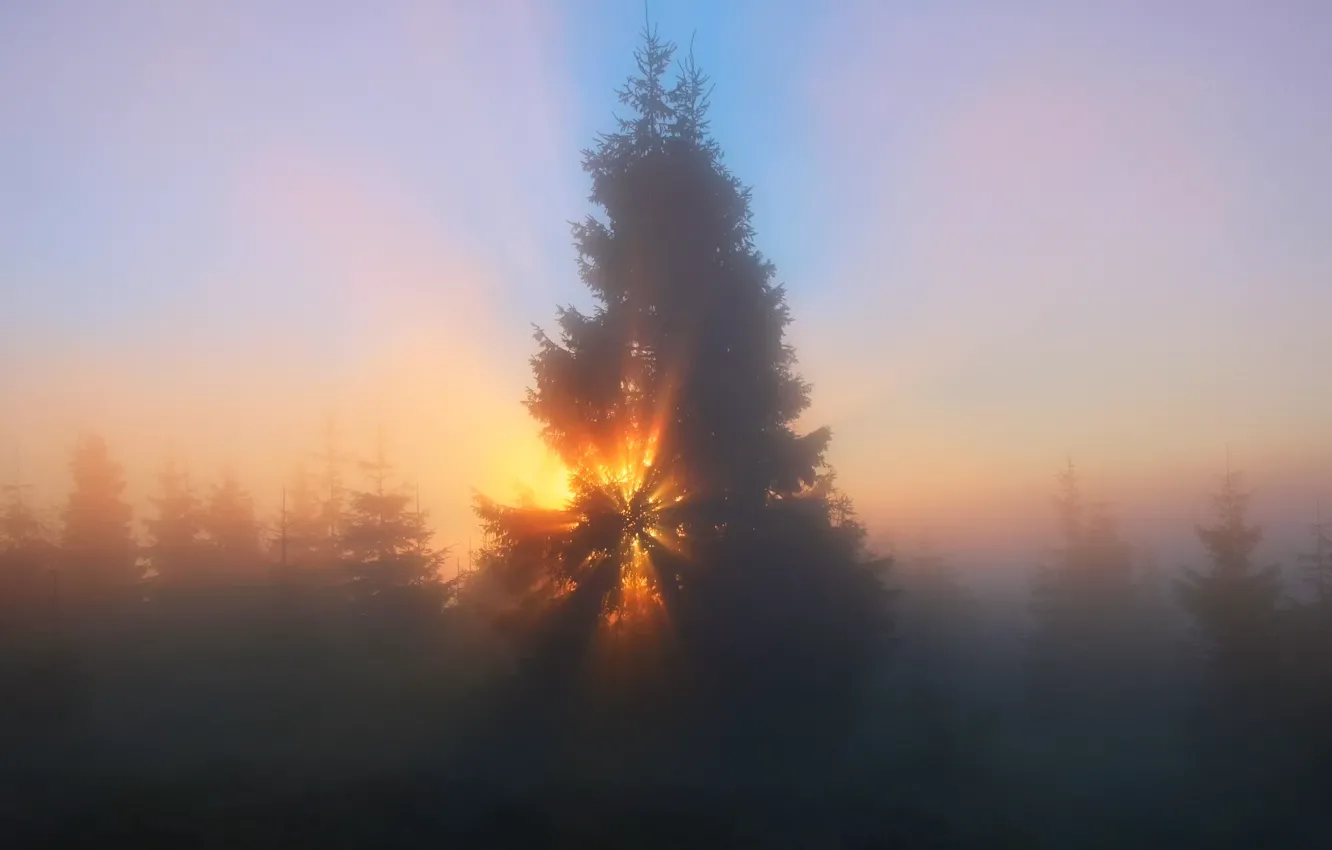 Photo wallpaper forest, the sky, the sun, rays, light, trees, nature, fog
