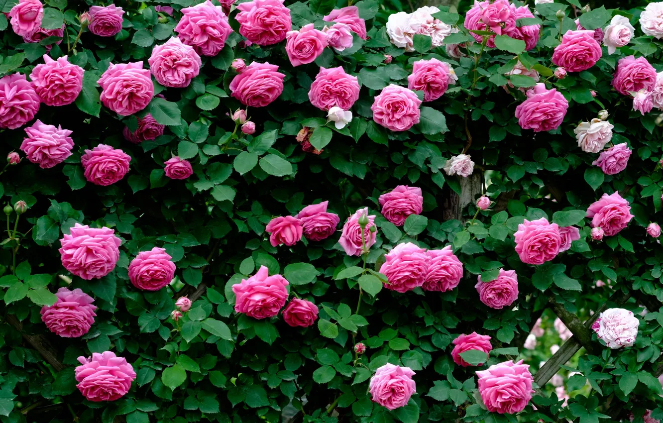 Photo wallpaper roses, petals, pink