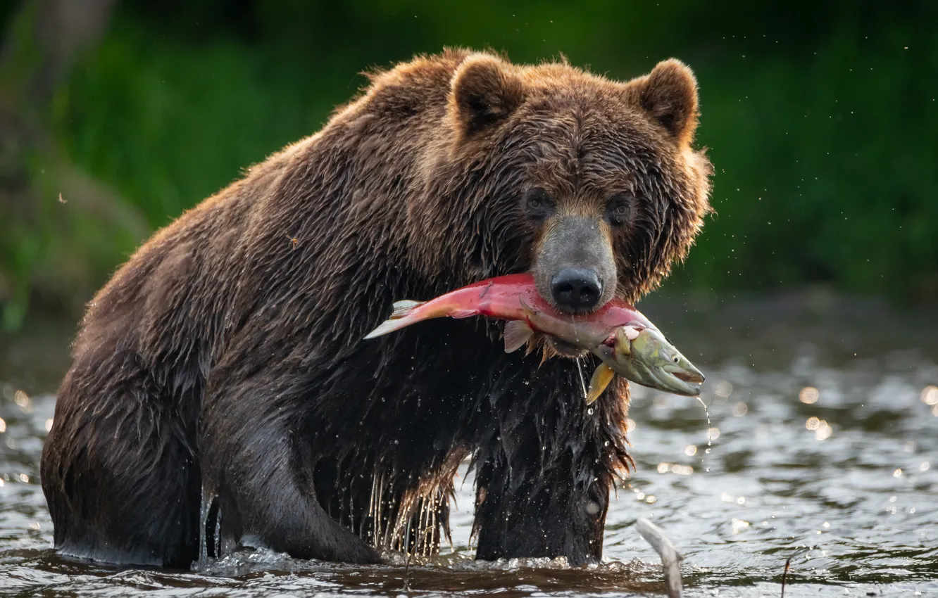 Photo wallpaper river, fish, bear, Kamchatka, mining, catch, Tatiana Stepanova